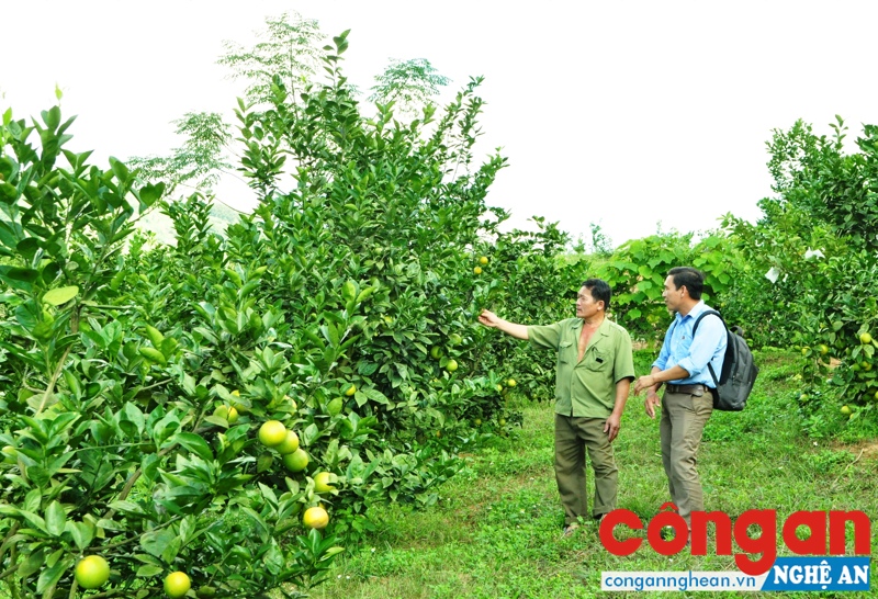 Mô hình trồng cam cho thu hoạch  hàng tỉ đồng mỗi năm ở xã Nghĩa Sơn