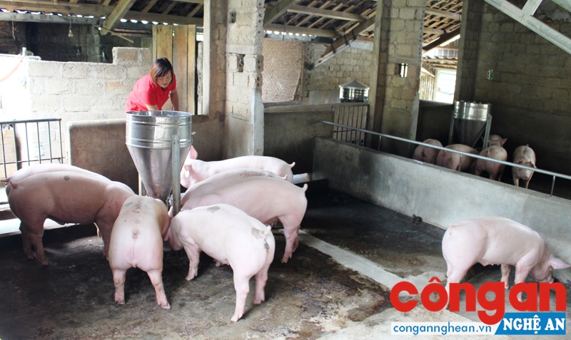 Mô hình nuôi lợn thịt của chị Nguyễn Thị Thảo cho thu nhập cao