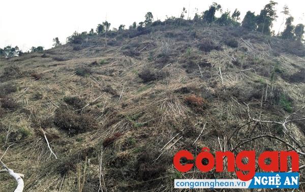 Nhiều diện tích rừng sản xuất thuộc bản Na Bón, xã Tiền Phong (Quế Phong) bị khai thác trái phép