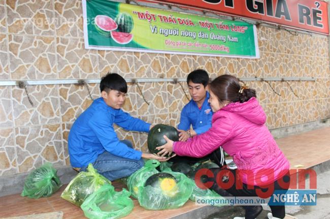 Các bạn trẻ tham gia “giải cứu” dưa hấu Quảng Nam tại Nghệ An