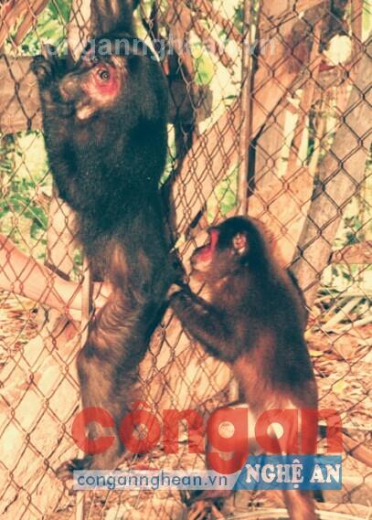 2 chú khỉ anh Hiếu bàn giao  cho Ban Quản lý Khu BTTN Pù Hoạt