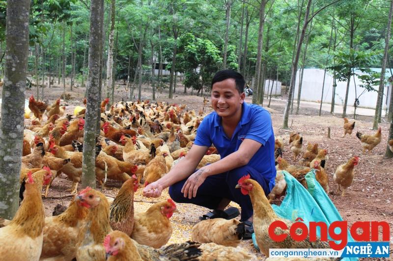 Anh Trần Hữu Đức chăm sóc đàn gà tại trang trại ở đồi Khe Nước, xã Thuận Sơn