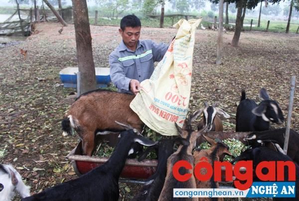 CCB Trần Quang Trung chăm sóc đàn gia súc