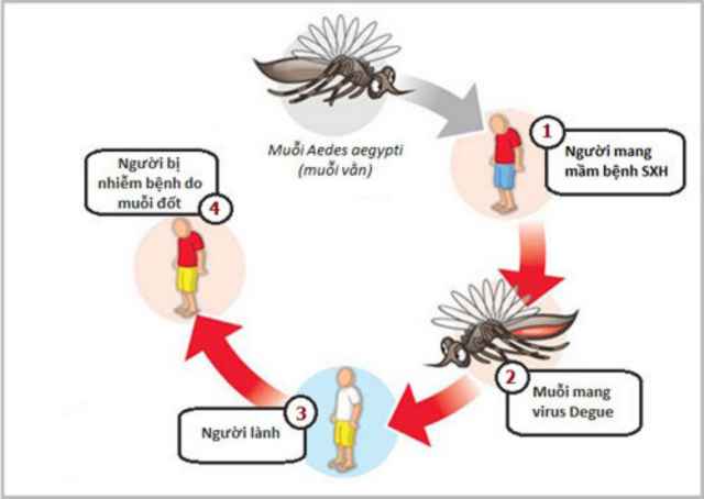 Muỗi là loài trung gian truyền bệnh sốt xuất huyết