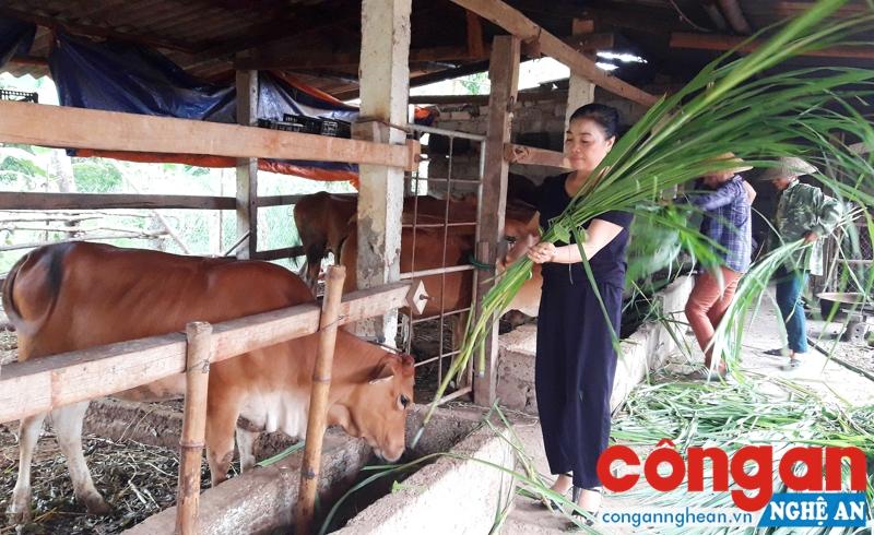  Chị Phan Thị Giang chăm sóc đàn bò của gia đình