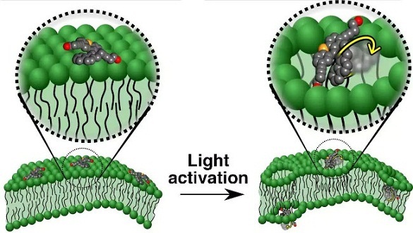 Ảnh minh họa các máy nano (màu xám) đang chọc thủng màng tế bào ung thư khi được kích hoạt bằng ánh sáng.