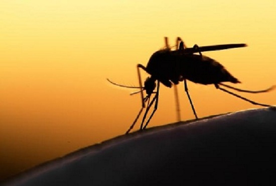 Sốt rét bắt nguồn từ ký sinh trùng do muỗi truyền sang người