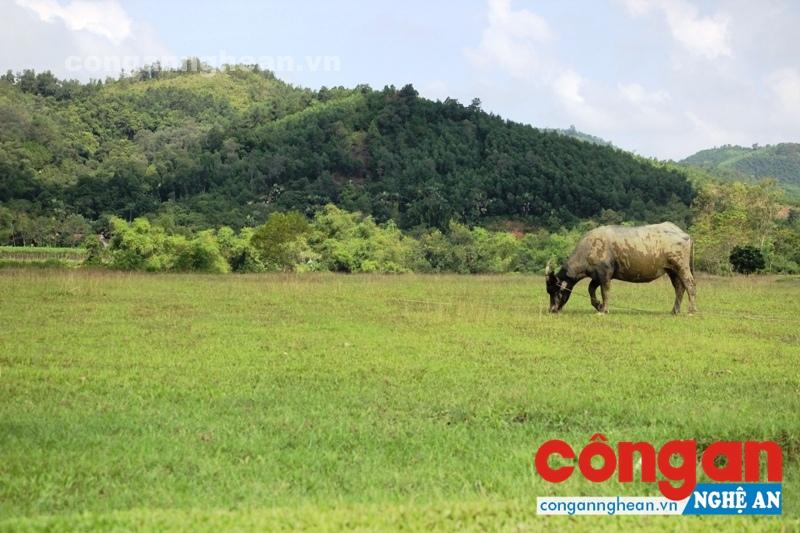 Hơn 33 ha đất nông nghiệp ở xã Thanh Thủy thu hồi cho dự án sản xuất tinh dầu đang bỏ hoang