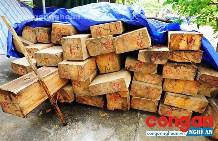 Gỗ pơ mu được tập kết trong vụ phá rừng tại xã Nậm Càn, huyện Kỳ Sơn