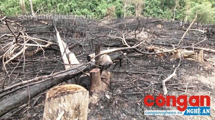 Hiện trường vụ phá rừng tại huyện Quỳ Hợp