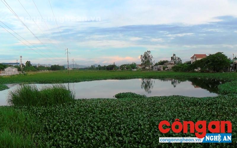 Gần 11 ha đất nông nghiệp ở cánh đồng Bàu Đông, xã Hưng Đông bỏ hoang lâu nay vì ô nhiễm