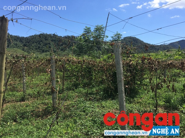 Vườn chanh leo của Công ty CP Chanh leo Nafoods bị các đối tượng chặt phá (8/2017)