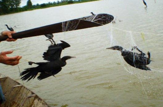 Bẫy chim trời bằng lưới.