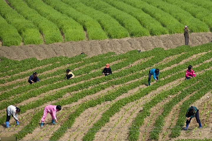 Hình ảnh trẻ em Triều Tiên trên đồng ruộng