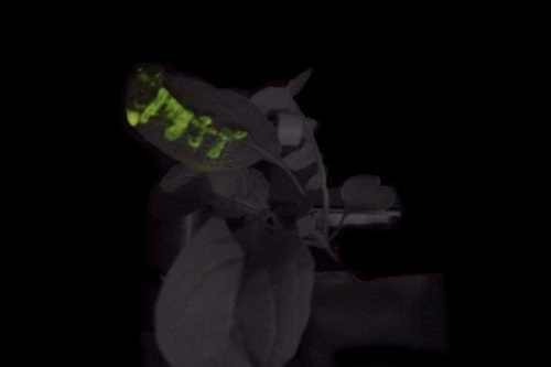Hình ảnh lá của cây cải phát sáng trong đêm. Ảnh: MIT