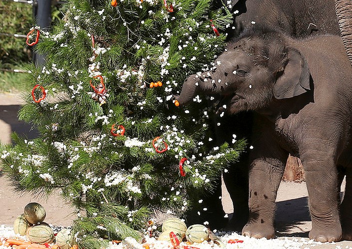 Chú voi hào hứng ăn bỏng ngô trên cây thông Noel tại vườn thú Sidney, Australia. Ảnh: AP