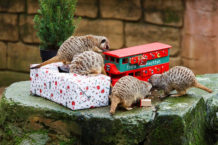Những chú chồn đất ăn thức ăn từ một ngôi nhà được trang trí kiểu Giáng sinh tại vườn thú Hannover, Đức. Ảnh: AP