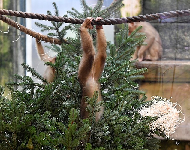 Một chú khỉ đu dây lấy quà Giáng sinh trong cây thông Noel tại vườn thú Gelsenkirchen, Đức. Ảnh: AP