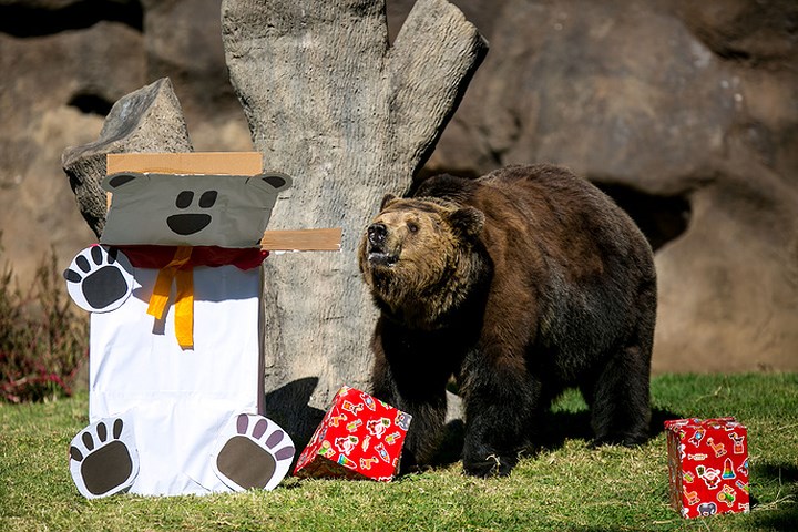 Một chú gấu tiến lại hộp quà Noel tại vườn thú La Aurora, Guatemala, Ảnh: EPA