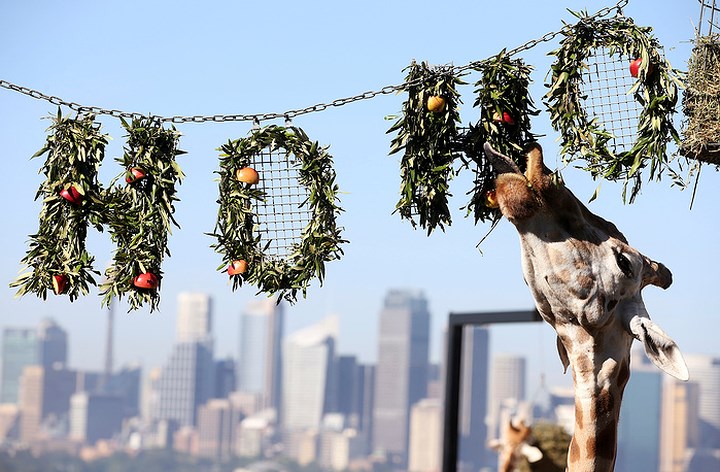 Chú hươu cao cổ ăn lá trang trí dịp Noel tại vườn thú Sidney, Australia. Ảnh: AP