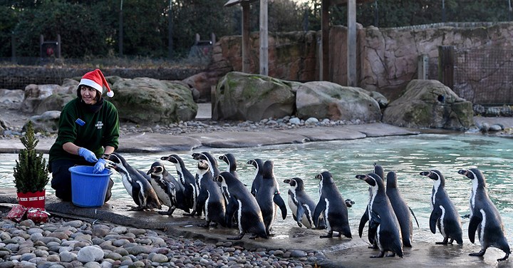 Đàn chim cánh cụt xếp hàng chờ thức ăn từ Bà già Noel tại vườn thú London, Anh. Ảnh: EPA