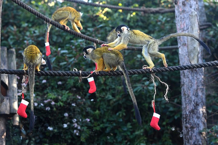 Những chú vượn sóc nhặt những chiếc tất Noel trong vườn thú London...