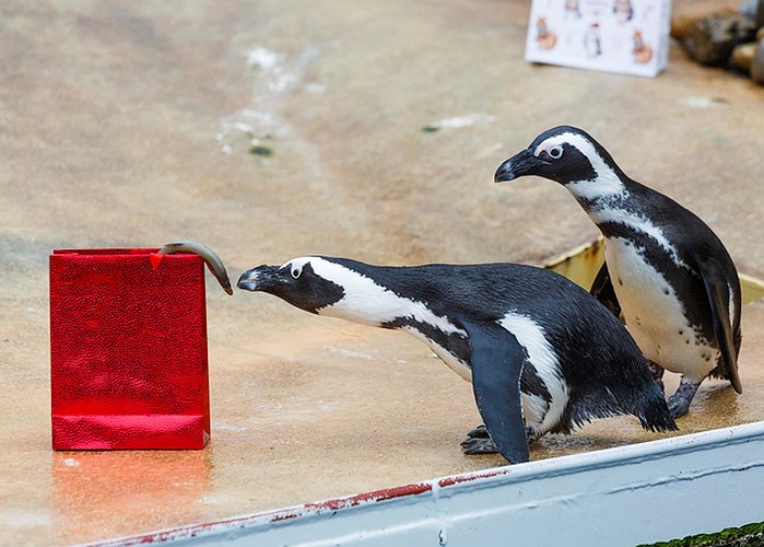 Hai chú chim cánh cụt ăn cá trong một chiếc hộp trang trí kiểu Noel tại vườn tú Hannover, Đức. Ảnh: AP