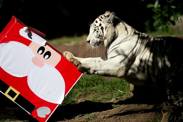 Chú hổ Bengal xem xét món quà Noel tại vườn thú La Aurora, Guatemala. Ảnh: EPA