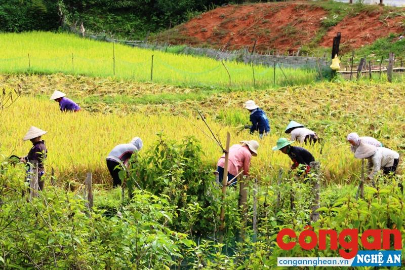 Thông Thụ là 1 trong 4 xã của huyện Quế Phong nằm trong Đề án (Trong ảnh: Người dân trên địa bàn xã thu hoạch lúa nước)