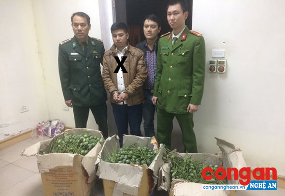 Đối tượng Nguyễn Bảo Quốc (X) và 50 kg quả thuốc phiện bị bắt giữ