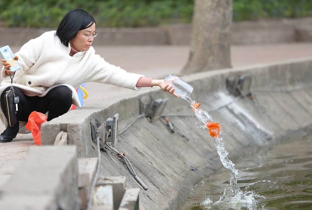Một người phụ nữ thả cá chép vàng được đựng cẩn thận trong lọ thủy tinh đẹp