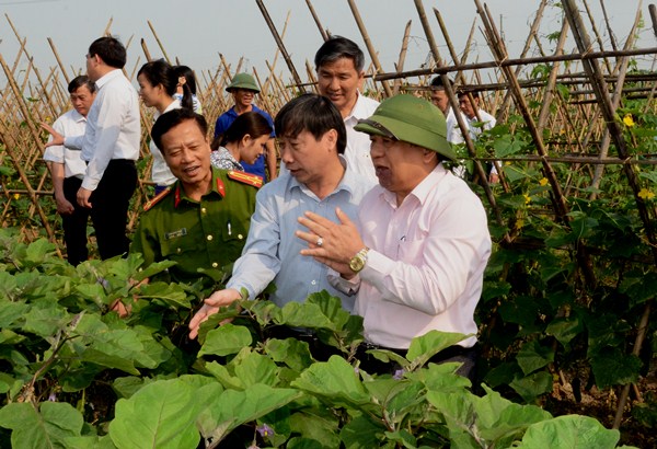 Đồng chí Nguyễn Xuân Đường, Chủ tịch UBND tỉnh, Trưởng ban Chỉ đạo ATVSTP tỉnh cùng các thành viên kiểm tra tại cánh đồng rau an toàn ở xã Xuân Hòa, huyện Nam Đàn