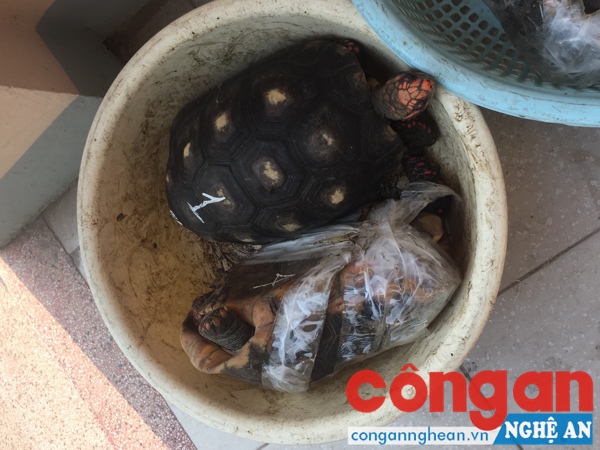 Số lượng rùa quý được phát hiện trên xe khách biển số Lào
