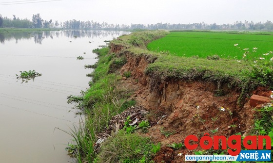 Bờ đê sông Bùng đang bị sạt lở từng ngày đe dọa hàng chục ha lúa của người dân
