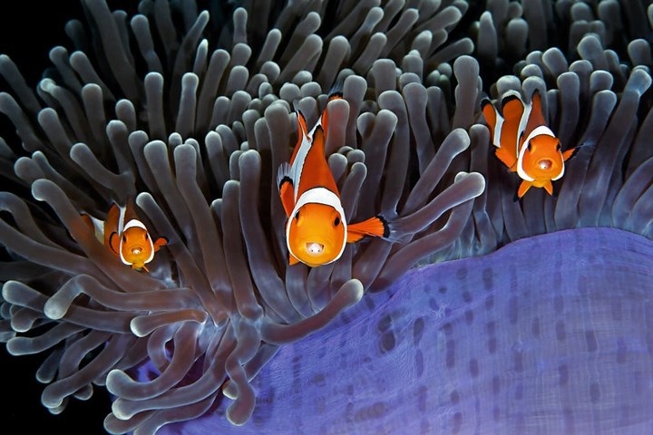 Đàn cá hề bơi trước rặng san hô.