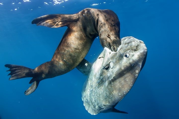 Sư tử biển quyết săn bằng được chú cá thái dương bất chấp sự chống trả quyết liệt của con mồi.