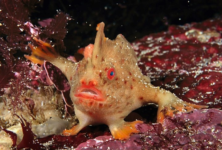 Chú cá chân đỏ này có thể dễ dàng leo trèo qua những vách đá san hô lớn ở dưới đáy Đại dương.