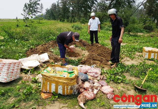  Trạm Chăn nuôi và Thú y huyện Diễn Châu tiến hành tiêu hủy số hàng hóa thu giữ theo đúng quy trình