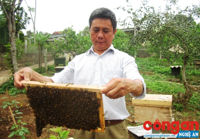 Ông Nguyễn Trọng Hùng, Giám đốc Hợp tác xã nuôi ong Tây Hiếu kiểm tra đàn ong