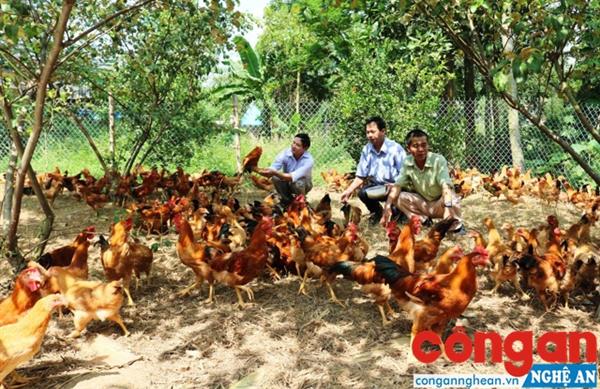 Mô hình nuôi gà cỏ lai do Trạm Khuyến nông huyện Anh Sơn triển khai                                             mang lại hiệu quả cao - Ảnh: Trang Khuyên