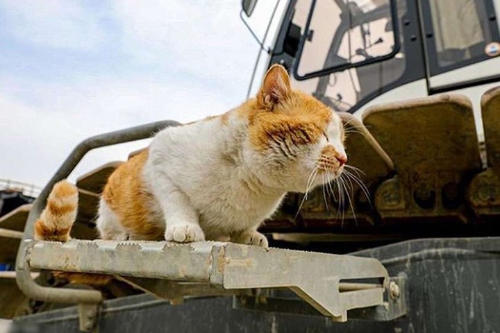 Chú mèo Mostik đã trở nên nổi tiếng sau khi sống cùng đội ngũ kỹ sư và công nhân xây dựng cây cầu bắc qua Eo biển Kerch. Ảnh: East2west.