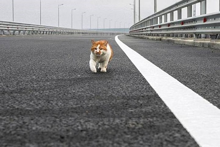 Mèo Mostik “kiểm tra” cầu trước lễ khánh thành. Ảnh: East2west.