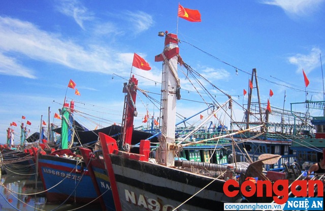 Toàn huyện Quỳnh Lưu hiện có trên 1.300 phương tiện khai thác hải sản với khoảng 10.000 lao động đi biển 