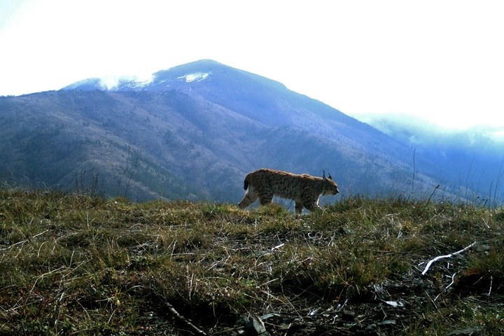 Chú linh miêu kiếm ăn trên khu vực núi Munella, Albania. Ảnh: AFP