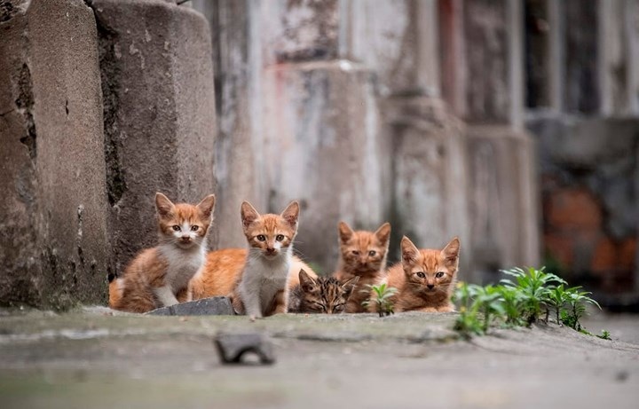 5 chú mèo tai nhỏ Thượng Hải, Trung Quốc. Ảnh: AFP