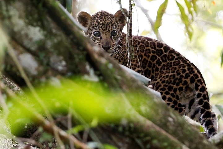 Chú báo con nằm trên một thân cây tránh lũ ở Brazil. Ảnh: Reuters