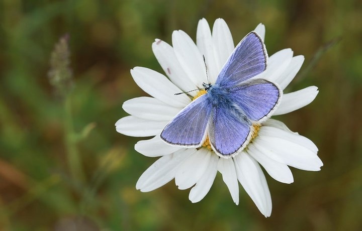 Chú bướm xinh đậu trên bông hoa cúc trắng ở Anh. Ảnh: Alamy