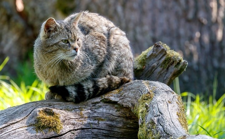 Một chú mèo rừng ở Weilburg, Đức. Ảnh: EPA