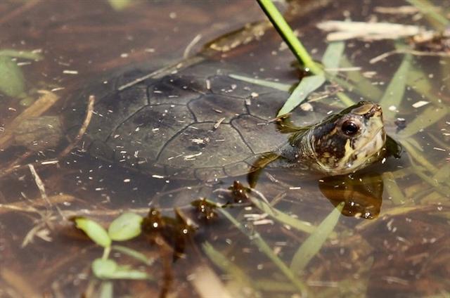 Một chú rùa ngoi lên mặt nước trong một đầm lầy ở Puerto Vallarta, Mexico. Ảnh: AFP
