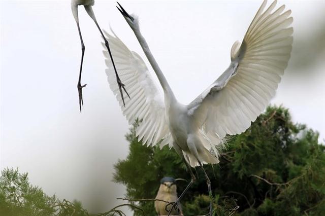   Chú diệc trắng bay trong khu vực vườn quốc gia ở phía Đông tỉnh Giang Tô, Trung Quốc. Ảnh: Barcroft Images